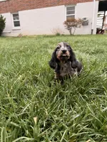 Freddie, a male Miniature Dachshund for sale in New York City, NY – Photo 7 of 7