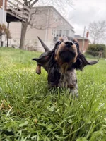 Freddie, a male Miniature Dachshund for sale in New York City, NY – Photo 3 of 7