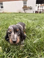 Freddie, a male Miniature Dachshund for sale in New York City, NY – Photo 5 of 7