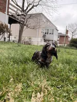 Freddie, a male Miniature Dachshund for sale in New York City, NY – Photo 2 of 7