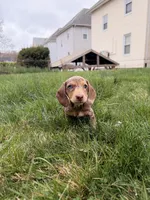 Raven, a female Miniature Dachshund for sale in New York City, NY – Photo 2 of 4