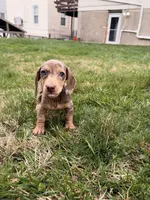 Raven, a female Miniature Dachshund for sale in New York City, NY – Photo 3 of 4