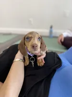Raven, a female Miniature Dachshund for sale in New York City, NY – Photo 1 of 4