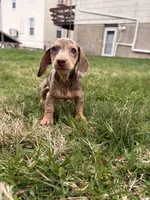 Raven, a female Miniature Dachshund for sale in New York City, NY – Photo 4 of 4