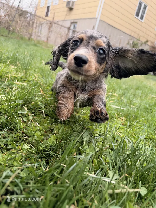Autumn  – Miniature Dachshund puppy for sale in New York City, NY