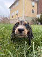 Autumn , a female Miniature Dachshund for sale in New York City, NY – Photo 2 of 7