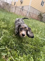 Autumn , a female Miniature Dachshund for sale in New York City, NY – Photo 3 of 7