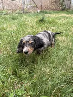 Autumn , a female Miniature Dachshund for sale in New York City, NY – Photo 7 of 7