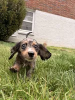 Autumn , a female Miniature Dachshund for sale in New York City, NY – Photo 6 of 7