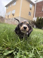 Autumn , a female Miniature Dachshund for sale in New York City, NY – Photo 5 of 7