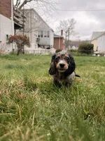 Autumn , a female Miniature Dachshund for sale in New York City, NY – Photo 4 of 7