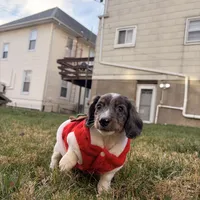Frost, a male Miniature Dachshund for sale in New York City, NY – Photo 4 of 6