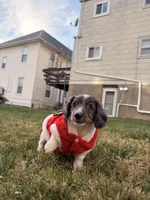 Frost, a male Miniature Dachshund for sale in New York City, NY – Photo 4 of 6
