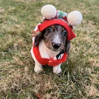Frost, a male Miniature Dachshund for sale in New York City, NY – Photo 3 of 6