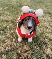 Frost, a male Miniature Dachshund for sale in New York City, NY – Photo 3 of 6