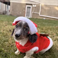 Frost, a male Miniature Dachshund for sale in New York City, NY – Photo 5 of 6