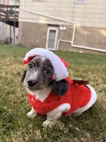 Frost, a male Miniature Dachshund for sale in New York City, NY – Photo 5 of 6