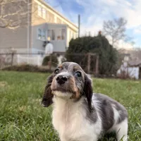 Frost, a male Miniature Dachshund for sale in New York City, NY – Photo 6 of 6