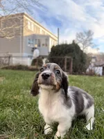 Frost, a male Miniature Dachshund for sale in New York City, NY – Photo 6 of 6