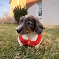 Frost, a male Miniature Dachshund for sale in New York City, NY – Photo 2 of 6
