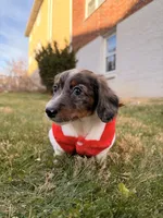 Frost, a male Miniature Dachshund for sale in New York City, NY – Photo 2 of 6