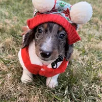 Frost, a male Miniature Dachshund for sale in New York City, NY – Photo 1 of 6