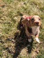 Tina, a female Miniature Dachshund for sale in New York City, NY – Photo 7 of 7