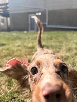 Tina, a female Miniature Dachshund for sale in New York City, NY – Photo 2 of 7