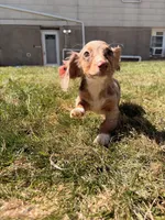 Tina, a female Miniature Dachshund for sale in New York City, NY – Photo 5 of 7