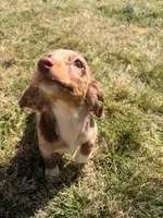 Tina, a female Miniature Dachshund for sale in New York City, NY – Photo 4 of 7