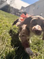 Tina, a female Miniature Dachshund for sale in New York City, NY – Photo 3 of 7