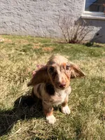 Tina, a female Miniature Dachshund for sale in New York City, NY – Photo 6 of 7