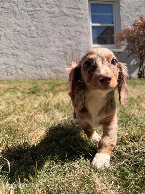 Tina – Miniature Dachshund puppy for sale in New York City, NY