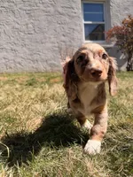 Tina, a female Miniature Dachshund for sale in New York City, NY – Photo 1 of 7