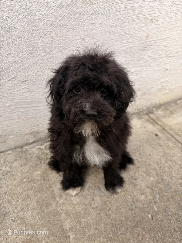 Lamb – Maltipoo puppy for sale in New York City, NY