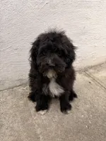 Lamb, a female Maltipoo for sale in New York City, NY – Photo 3 of 7