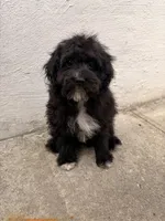 Lamb, a female Maltipoo for sale in New York City, NY – Photo 7 of 7
