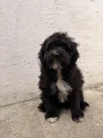Lamb, a female Maltipoo for sale in New York City, NY – Photo 4 of 7