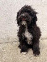Lamb, a female Maltipoo for sale in New York City, NY – Photo 6 of 7