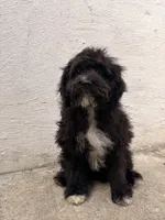 Lamb, a female Maltipoo for sale in New York City, NY – Photo 5 of 7