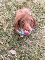 Sunny, a male Miniature Dachshund for sale in New York City, NY – Photo 3 of 6