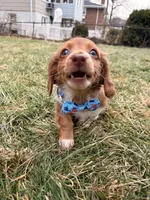 Sunny, a male Miniature Dachshund for sale in New York City, NY – Photo 1 of 6
