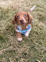 Sunny, a male Miniature Dachshund for sale in New York City, NY – Photo 5 of 6