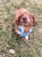Sunny, a male Miniature Dachshund for sale in New York City, NY – Photo 4 of 6