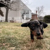Mickey, a male Miniature Dachshund for sale in New York City, NY – Photo 3 of 3