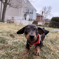 Mickey, a male Miniature Dachshund for sale in New York City, NY – Photo 1 of 3