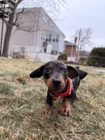 Mickey, a male Miniature Dachshund for sale in New York City, NY – Photo 1 of 3