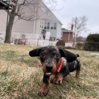 Mickey, a male Miniature Dachshund for sale in New York City, NY – Photo 2 of 3