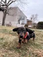 Mickey, a male Miniature Dachshund for sale in New York City, NY – Photo 2 of 3