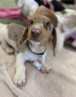 Chipper, a male Miniature Dachshund for sale in New York City, NY – Photo 2 of 6